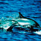dolphin2[1]